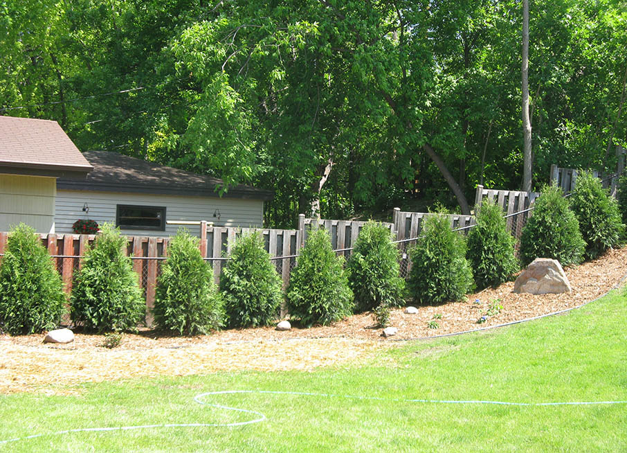 Row of large evergreen trees and boulder landscaping