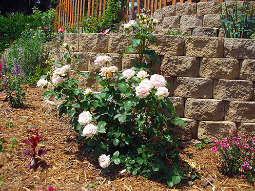White roses by a retaining wall
